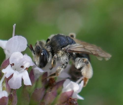 Andrena afzeliella