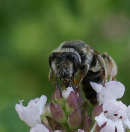 Andrena afzeliella
