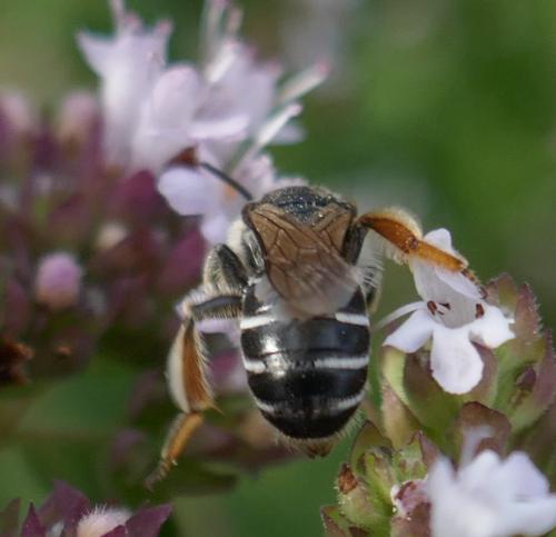 Andrena afzeliella