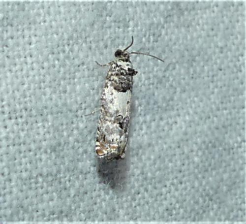 Réf. 334 920 : Epinotia thapsiana