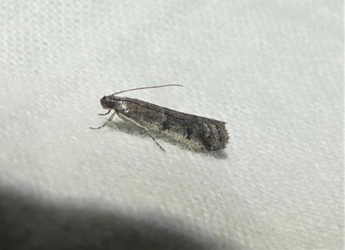 Réf. 334 869 : Ephestia disparella