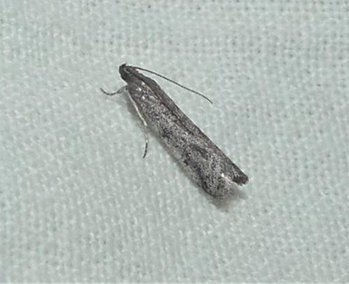 Ephestia disparella
