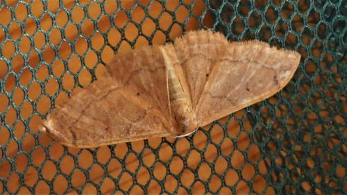 Réf. 334 867 : Idaea degeneraria