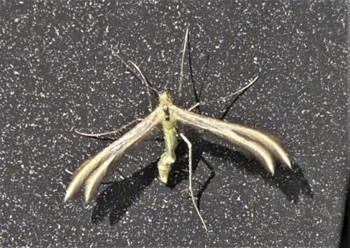 Réf. 334 868 : Merrifieldia sp.