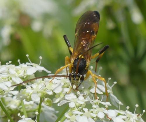 Amblyteles armatorius