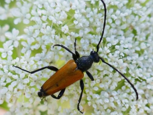 Stictoleptura fulva