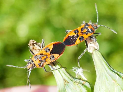 Corizus hyoscyami