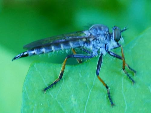 Neoitamus cyanurus