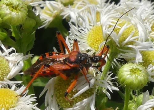 Réf. 334 638 : Rhynocoris sp.