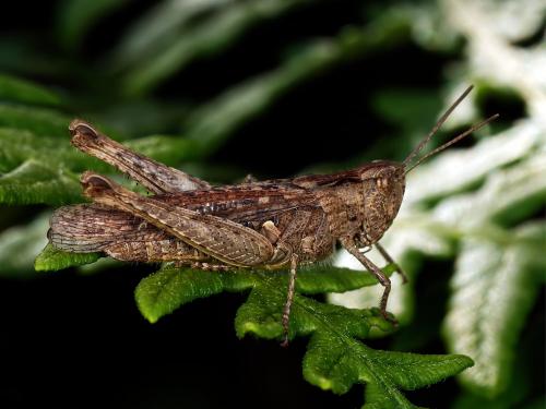 Réf. 334 084 : Chorthippus sp.