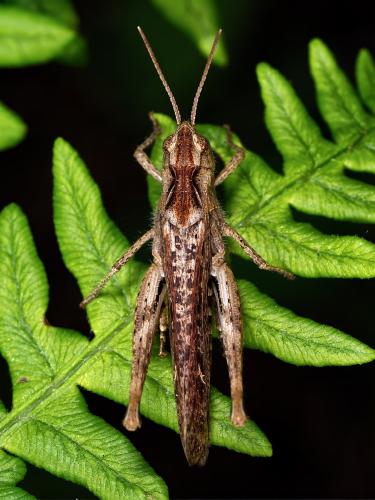 Réf. 334 085 : Chorthippus sp.