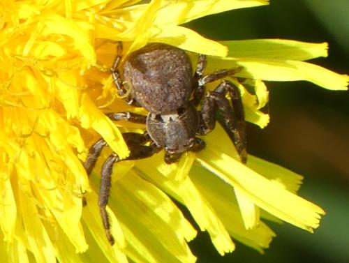 Réf. 334 639 : Xysticus sp.