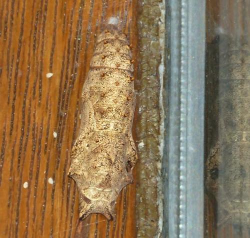 Réf. 334 004 : Aglais urticae