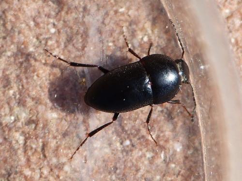 Réf. 334 104 : Crypticus quisquilius