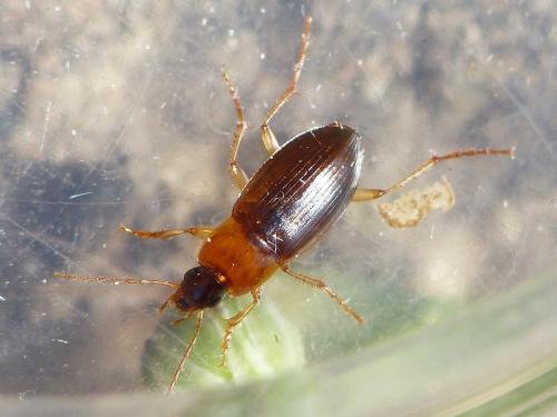 Réf. 334 103 : Calathus cinctus
