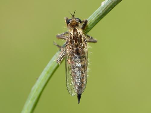 Réf. 334 130 : Dysmachus trigonus