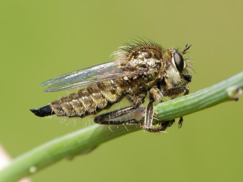 Réf. 334 129 : Dysmachus trigonus