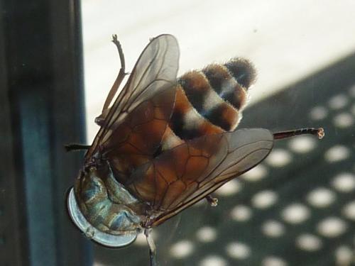 Tabanus eggeri