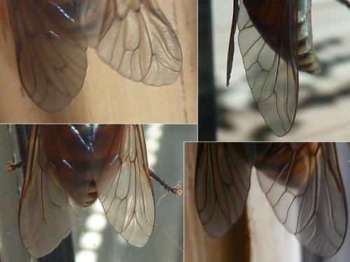 Réf. 334 261 : Tabanus eggeri