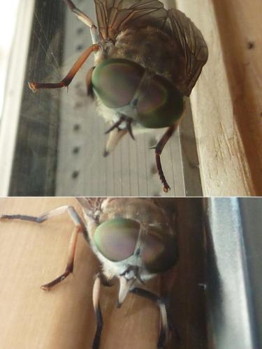 Réf. 334 260 : Tabanus eggeri