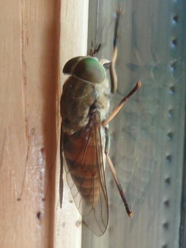 Tabanus eggeri