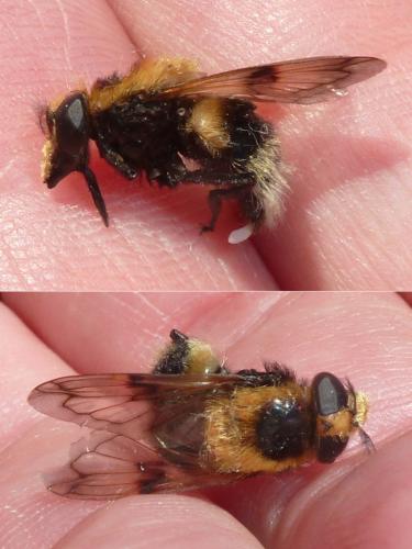 Volucella bombylans