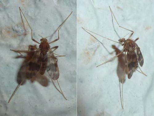 Réf. 334 200 : Apsectrotanypus trifascipennis