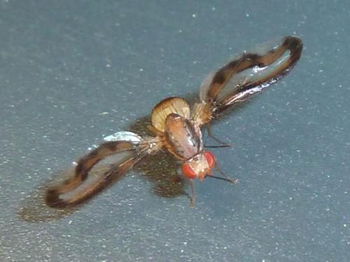 Toxoneura muliebris