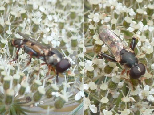 Syritta pipiens