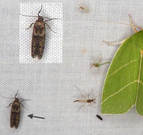 Blastobasis sp.