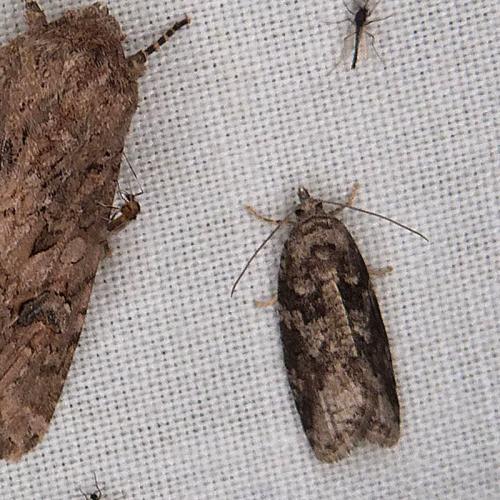 Réf. 334 698 : Cnephasia sp.