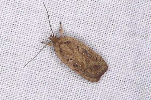 Agonopterix scopariella