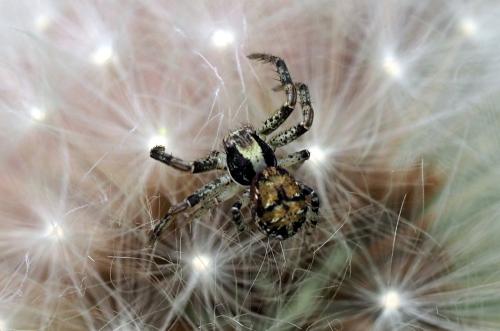 Réf. 334 836 : Xysticus sp.