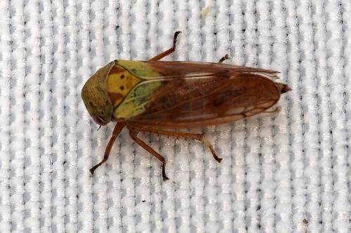 Réf. 334 403 : Oncopsis sp.