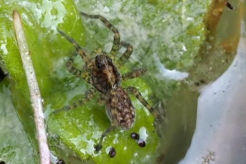 Pardosa sp.