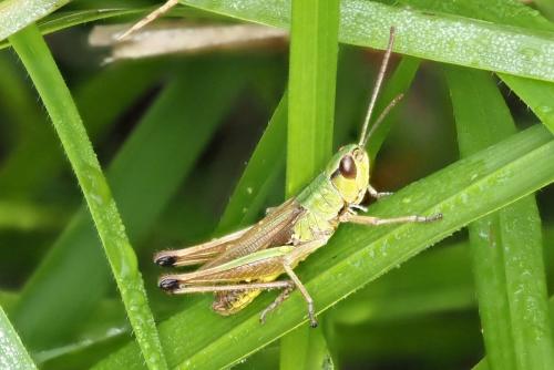Réf. 334 022 : Pseudochorthippus parallelus