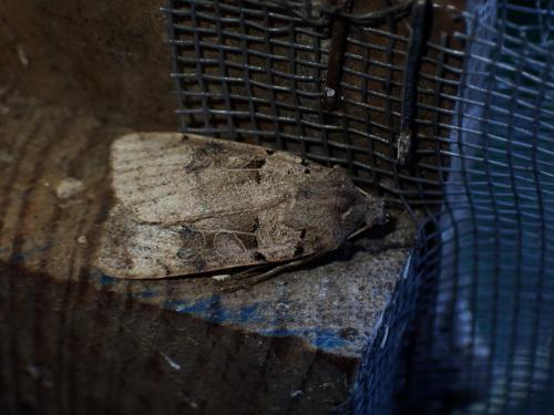 Eugnorisma depuncta