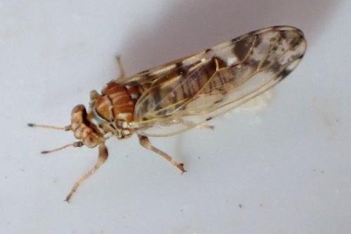 Aphalara maculipennis