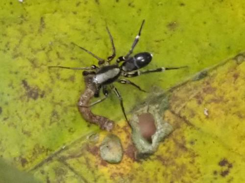 Merenius sp.