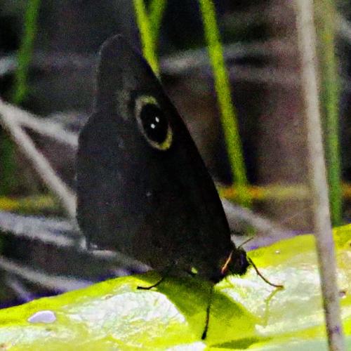 Austroypthima petersi