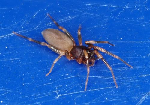 Harpactea hombergi