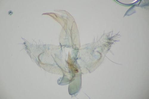 Borkhausenia fuscescens