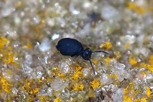 Sminthurinus sp.