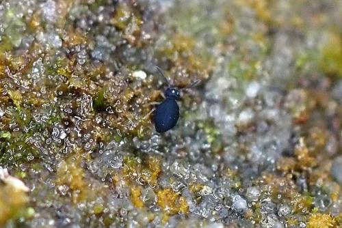 Sminthurinus sp.