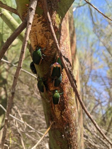 Cotinis mutabilis