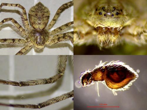 Philodromus margaritatus