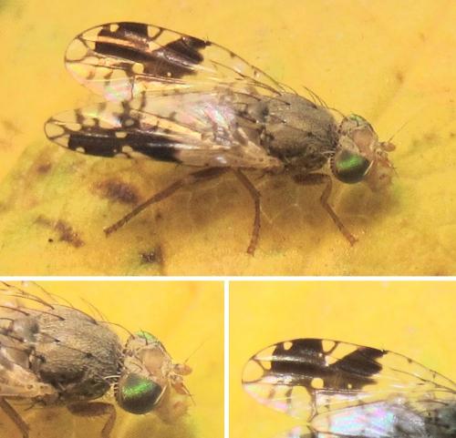 Réf. 334 916 : Tephritis divisa