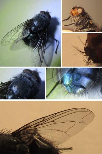 Calliphora vicina