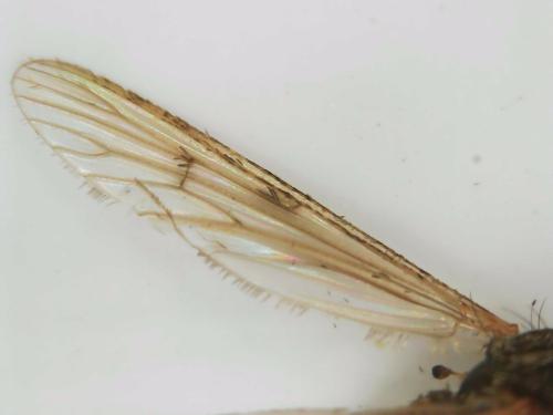 Réf. 334 006 : Aedes rusticus