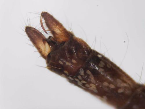 Réf. 334 007 : Aedes rusticus